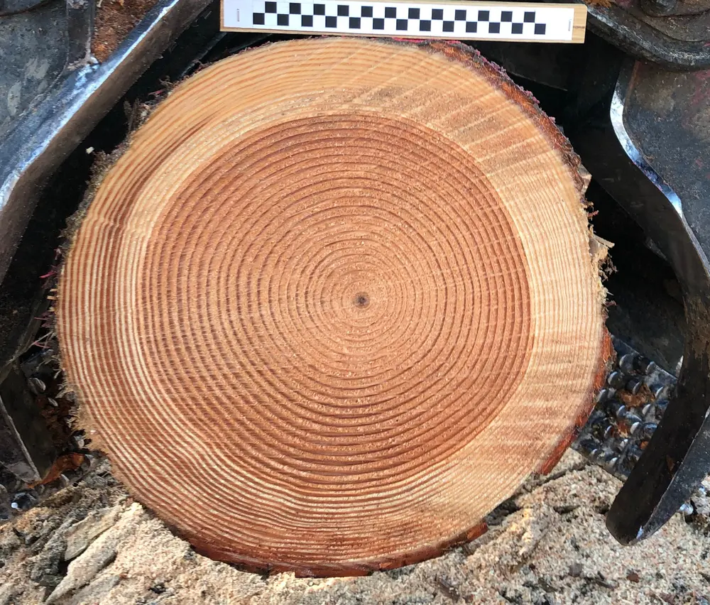 Wood cross-section with visible growth rings used for computer-vision research